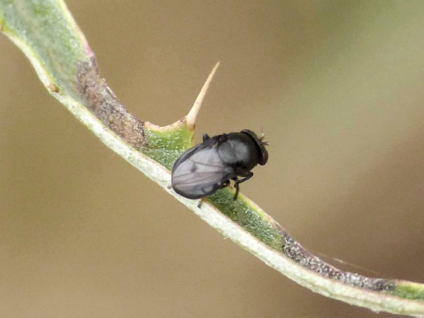 Discomyza incurva (Ephydridae)